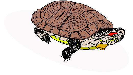 clipart tortue - photo #21