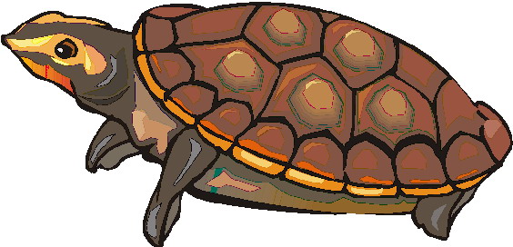 clipart tortue - photo #38