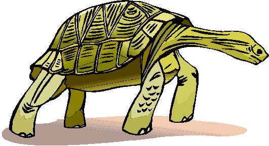 clipart tortue - photo #27