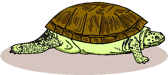 clipart tortue - photo #26