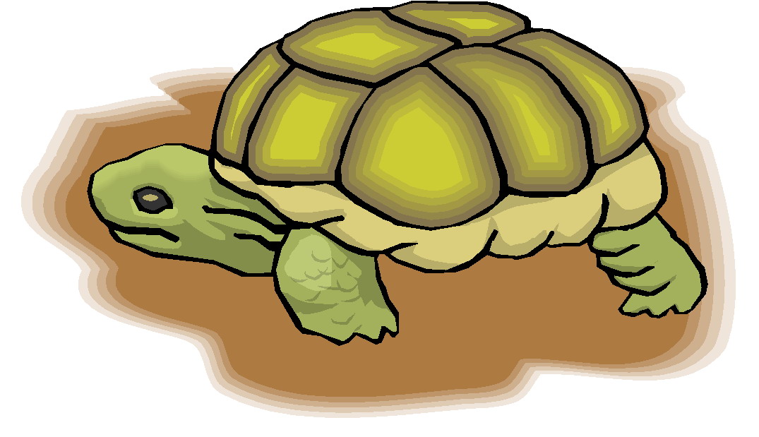 clipart tortue - photo #2