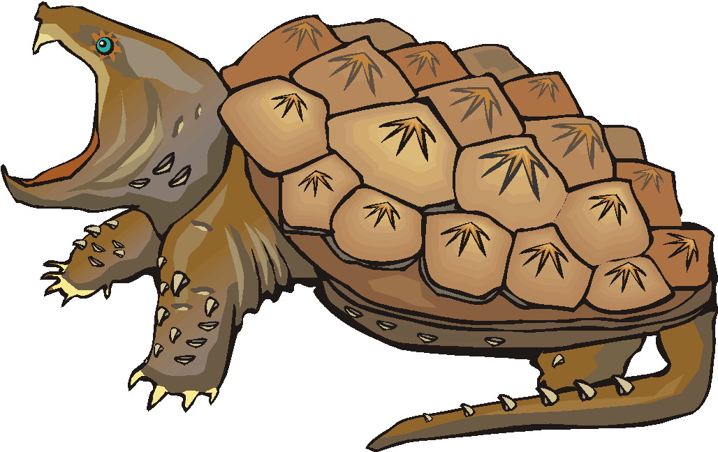 clipart tortue - photo #24