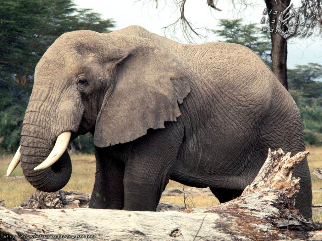 Elephants fonds ecran