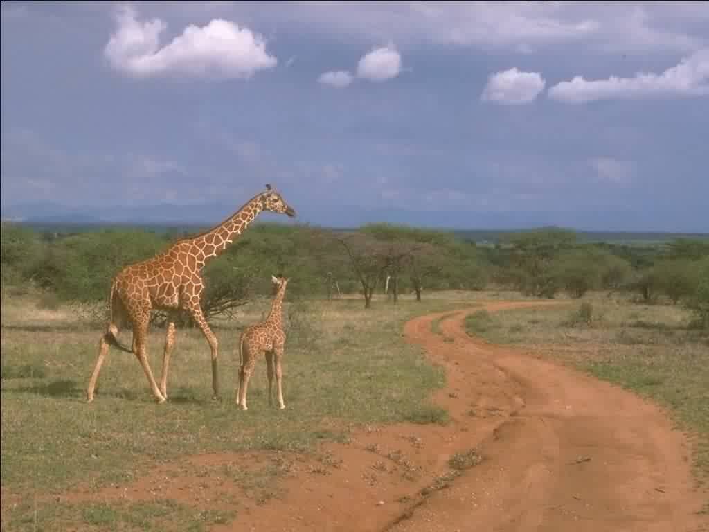 Girafe fonds ecran
