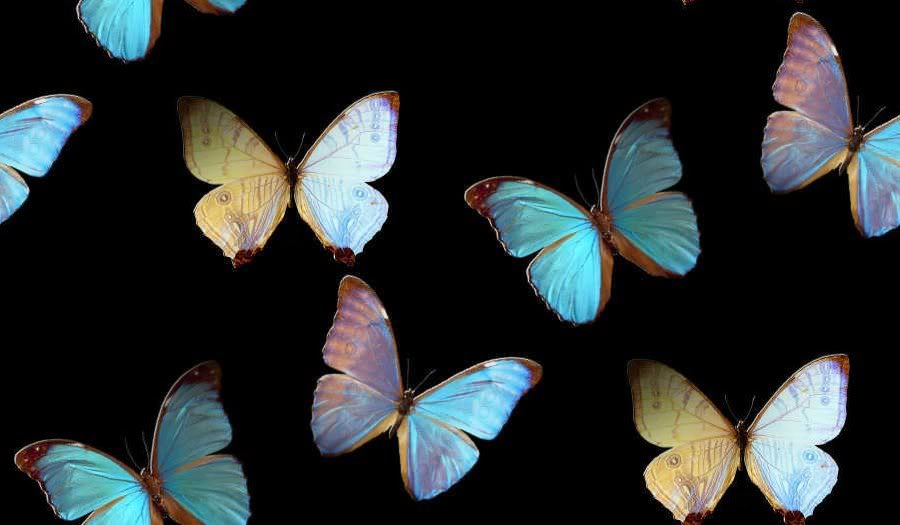 Papillons fonds ecran