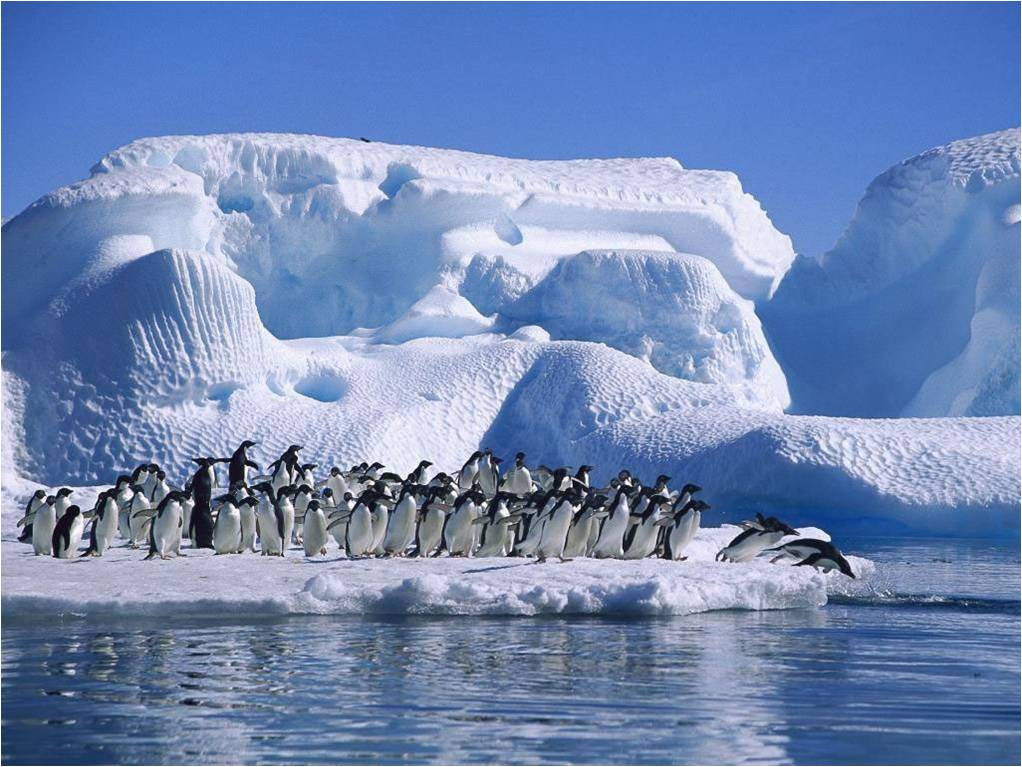 Penguins fonds ecran