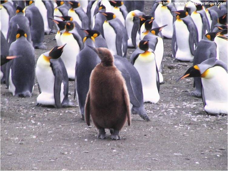 Penguins fonds ecran