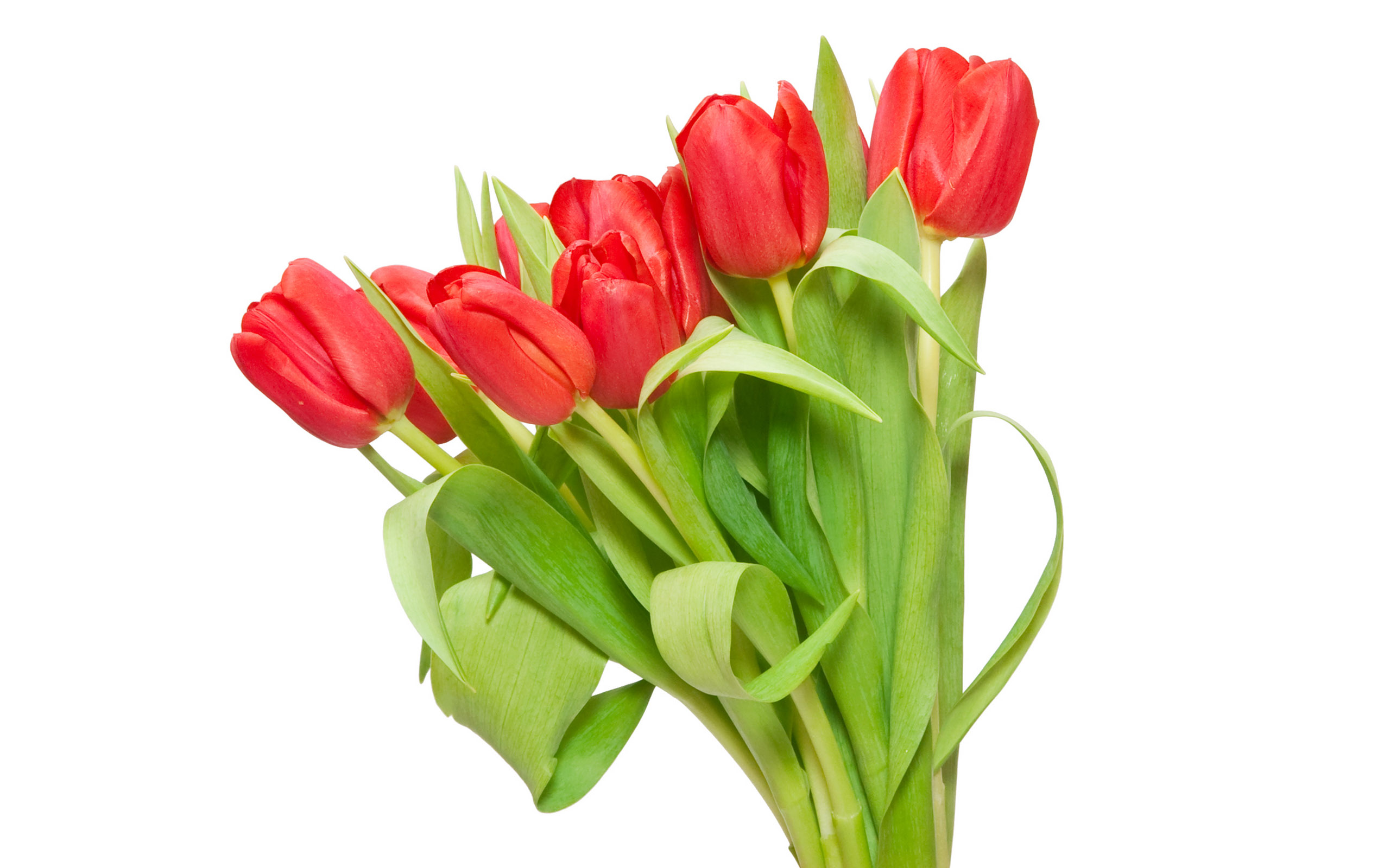 Tulipes fonds ecran