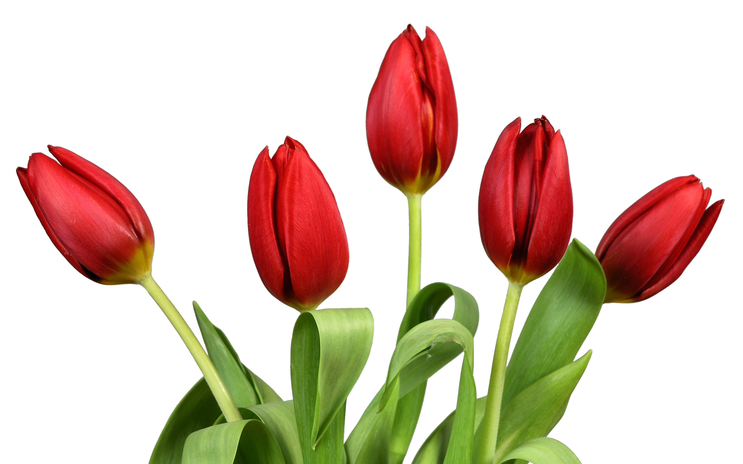 Tulipes fonds ecran