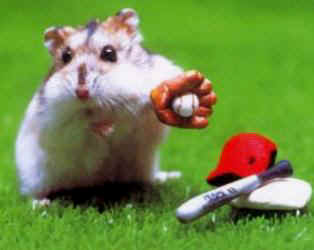 Hamsters droles images