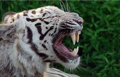Tigres blancs images