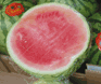 Melon aliments et boissons