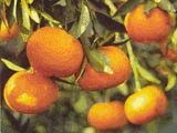 Tangerine aliments et boissons