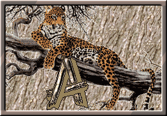 Leopard alphabets
