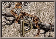 Leopard alphabets