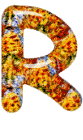 Orange 3 alphabets