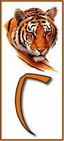 Tiger alphabet alphabets