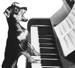 Animaux musique animaux