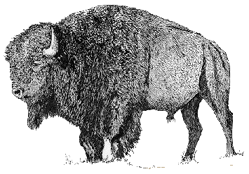 Bison animaux