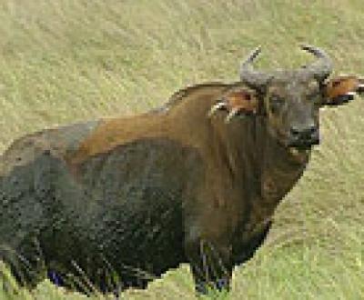 Buffalo animaux