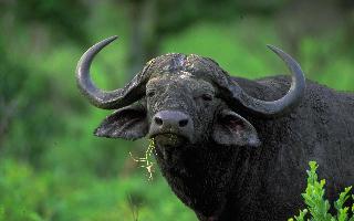 Buffalo animaux