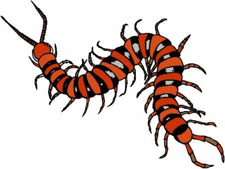 Centipede animaux