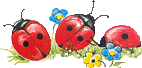Coccinelle animaux