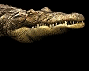 Crocodile animaux