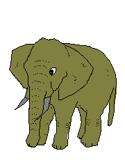 Elephants animaux
