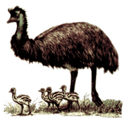 Emu animaux