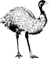 Emu animaux