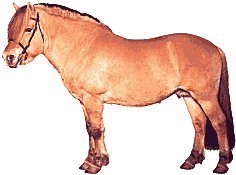 Equine animaux
