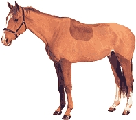 Equine