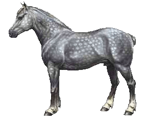 Equine