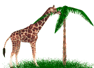Girafe animaux