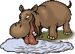 Hippopotames animaux