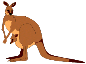 Kangourou animaux