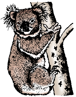 Koala animaux