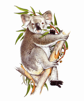 Koala animaux