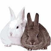 Lapins animaux
