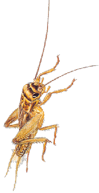 Le cricket animaux
