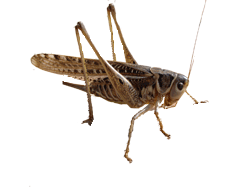 Le cricket animaux