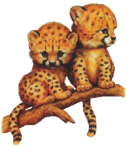 Leopards animaux