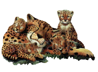 Leopards animaux