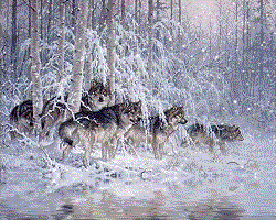 Loups animaux