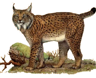 Lynx animaux