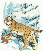 Lynx animaux