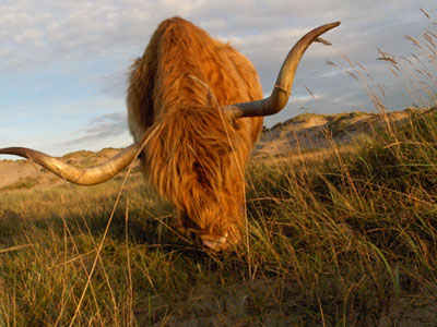 Montagnard ecossais animaux