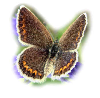 Papillons animaux