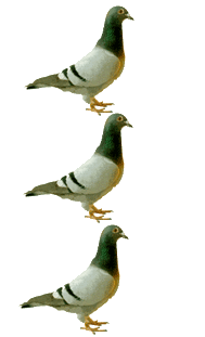 Pigeons animaux
